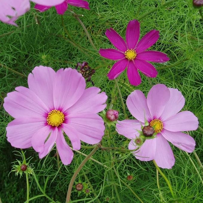 Park Seed Cosmo Flower Plant Seeds, Easy to Grow, Perfect for Spring Garden, Sensation Mix, Pack of 25