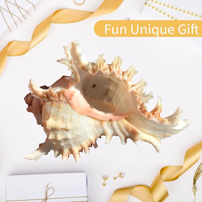 2 Pack Conch Sea Shell Air Plant Holders-4.7 inch Sea Shell Plant Pots Natural Conch Air Plant Holder Decorative Tillandsia Succulent Display Container for Home Garden Beach Theme Party Favor
