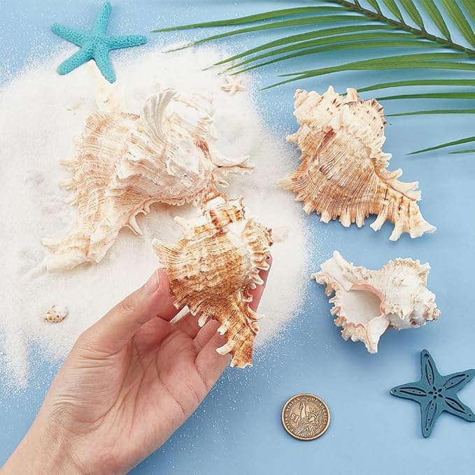 PH PandaHall 4pcs Conch Sea Shells, 2.4-4.7inch Natural Beach Seashells Succulent Planters Decorative Holder for Vase Filler Fish Tank Aquarium Home Garden Table Decor Beach Theme Wedding Party