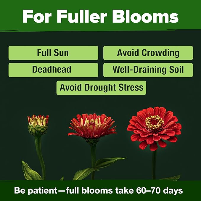 HOME GROWN Zinnia Dahlia Seeds Pack for 2026 Non GMO 524 Flower Seeds | Vibrant Zinnia Elegans for Pollinator Gardens, Borders & Containers | Easy-to-Grow Outdoor Blooms