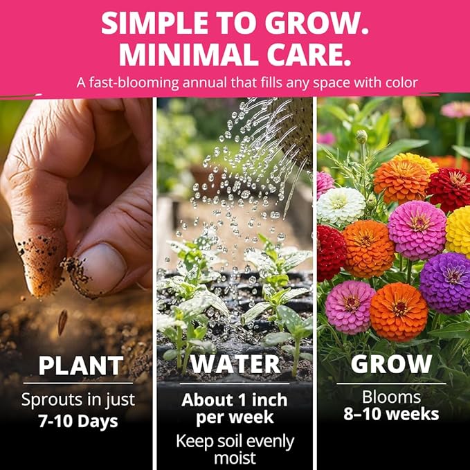 HOME GROWN Zinnia Lilliput Mix Flower Seeds – 600 Seeds (4g) Zinnia elegans – Colorful Zinnia Seed Mix for Planting Spring 2026 for Garden Beds, Containers & Cut Flowers, Easy Grow Zinnia Seeds