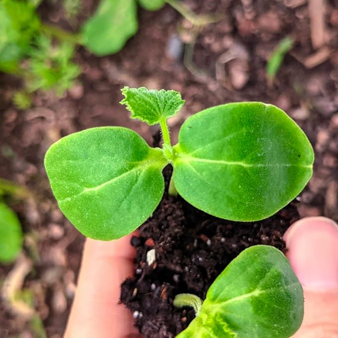 Seed Needs Cucumber Seeds for Planting Armenian Yard Long Cucumbers - Heirloom Non-GMO & Untreated - Snake Melon/Serpent Cucumber to Plant a Home Grown Outdoor Vegetable Garden (5 Packs)