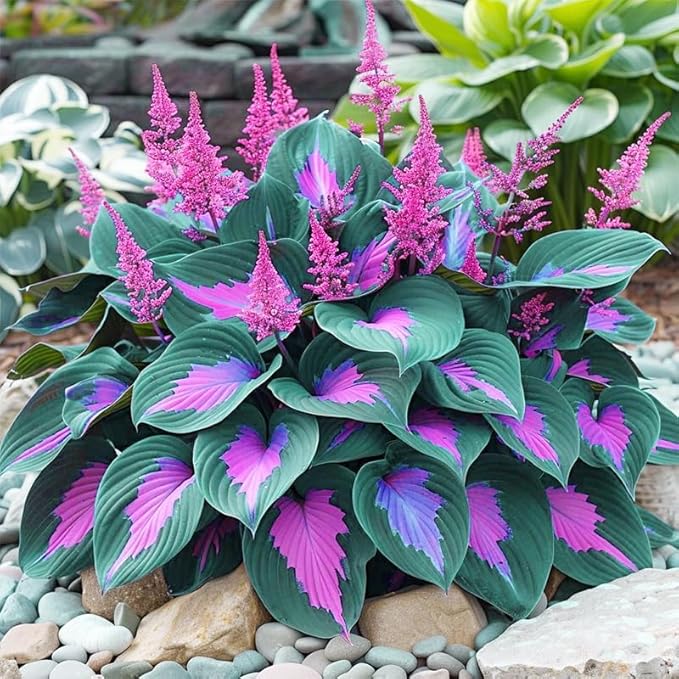 315+ Perennial Mix Color Hosta Seeds for Planting in Outdoor Garden