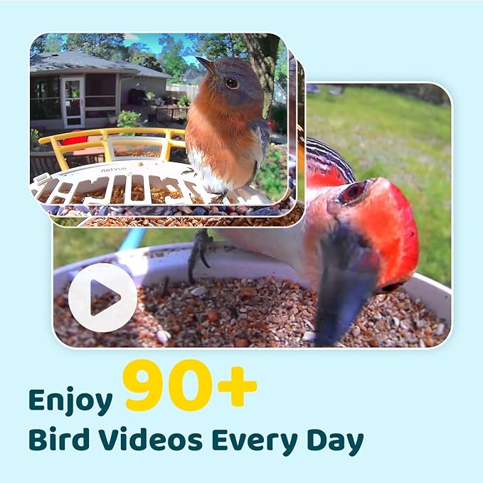 NETVUE by Birdfy AI Smart Bird Feeder with Camera, AI Auto Capture Each Bird Visit & Identify 6000+ Species, Cloud Store & Live Birdwatching, Ideal Gift (Yellow)