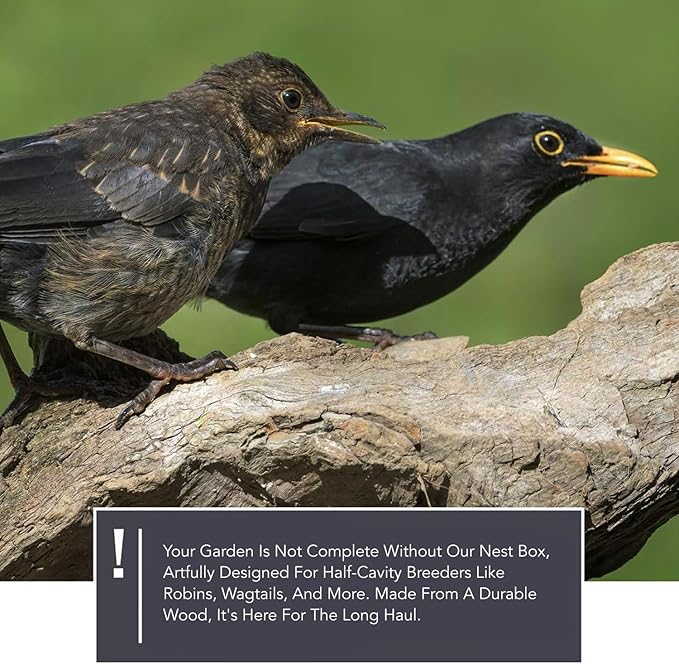 Solid Wood Blackbird Nesting Box - Weatherproof & Untreated, Wooden Bird Houses for Semi-Cavity Breeders - Blackbirds, Robins & More - 25 x 28.5 x 27 cm