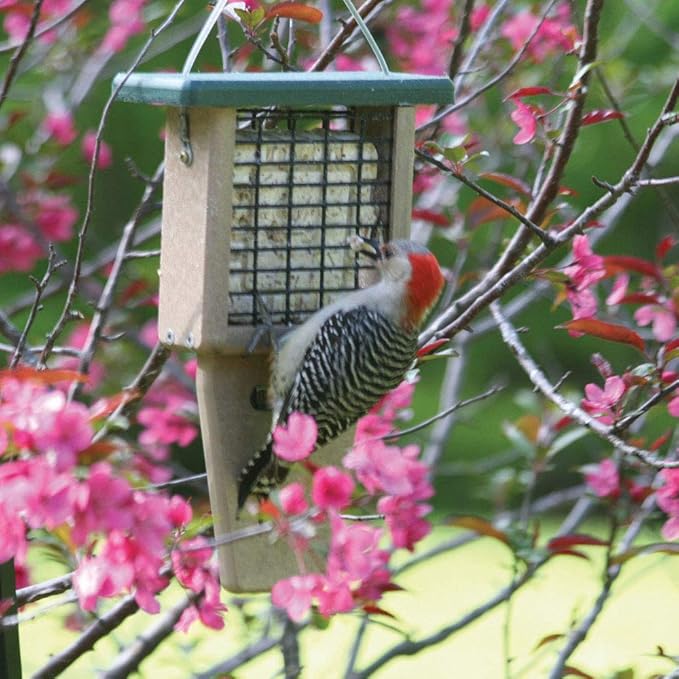 Birds Choice Suet Feeder with Tail Prop, Holds 1 Suet Cake | Hanging Suet Bird Feeder with Roof, Woodpeckers, Jays, Nuthatches | Sturdy for Garden & Backyard | Taupe & Green, 8" L x 3" W x 12" H