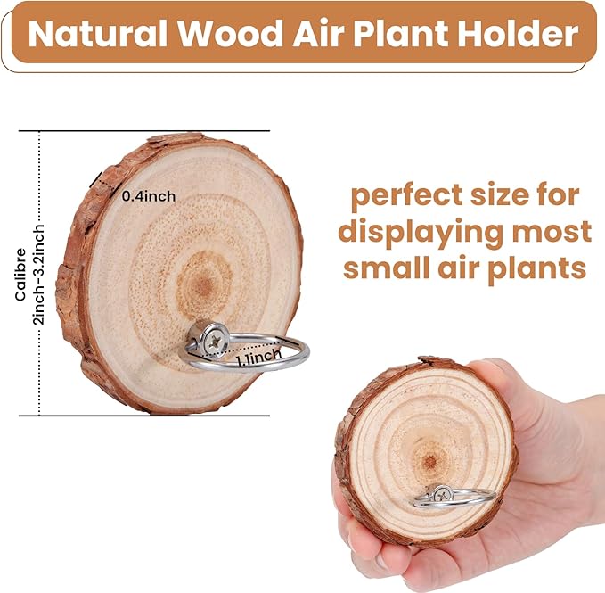 Magnetic Air Plant Holder, Natural Wood Slices Refrigerator Magnet Live Air Plant Holders, Modern Farmhouse Wall Decor for Living Room Bedroom Kitchen Office Home Garden (6 Pack)
