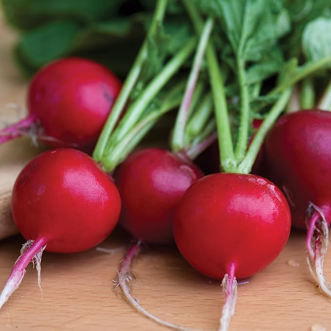 Burpee Organic Cherry Belle Radish Seeds - Fast, Classic Round Radish