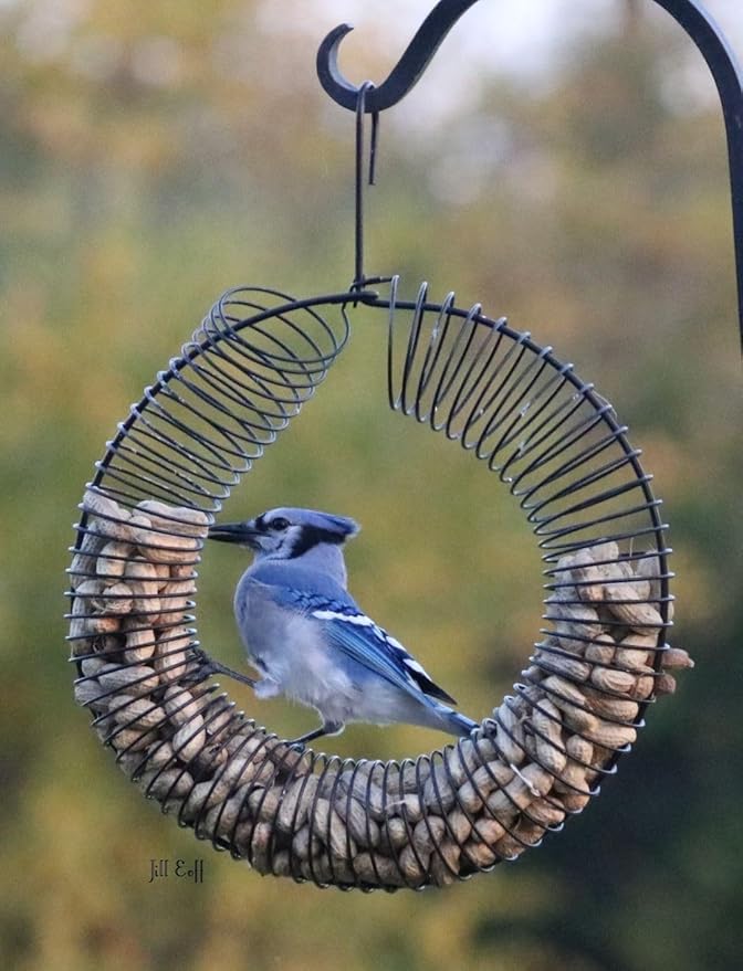 Songbird Essentials Whole Peanut Black Wreath Feeder for Squirrels and Blue Jays