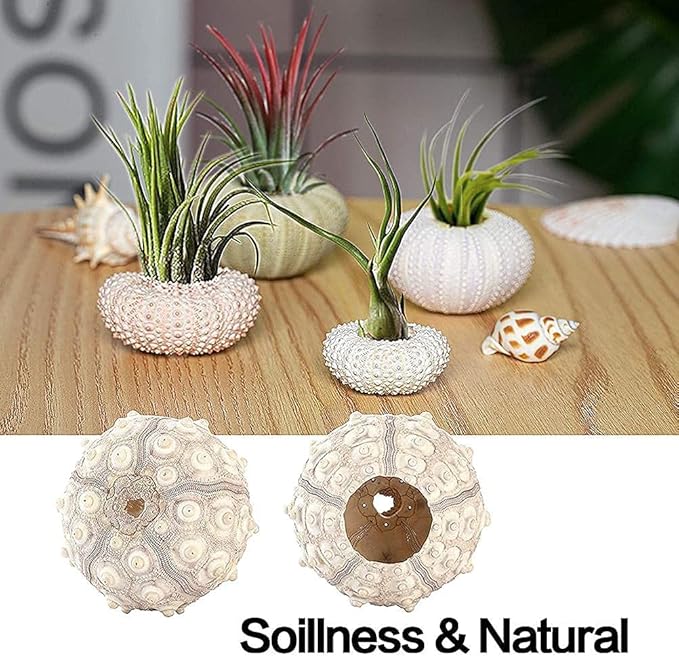 5 Pcs Conch Plant Holders, Sea Shell Air Plant Holders for Hanging Decorative Air Plant Display Containers Sea Urchin Hanging Pot for Garden Beach Theme Party