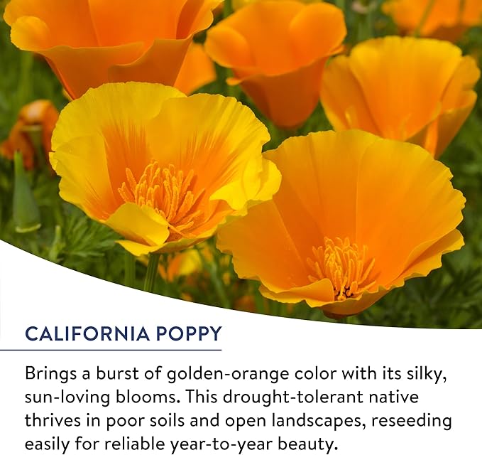 Burpee Wildflower Seeds American Wild | 25,000 Bulk Seeds, Multi, 1 Bag | 13 Varieties of Non-GMO Flower Seeds| Covers 1,000 Sq. Ft.