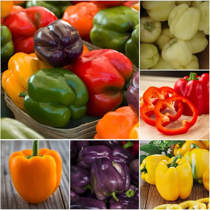 Seed Needs Rainbow Bell Pepper Seeds for Planting Mild Peppers - Non-GMO Heirloom & Untreated Veggie Seed to Plant a Home Grown Outdoor Vegetable Garden (1 Pack)