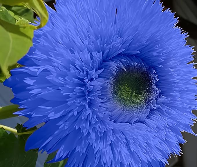 50pcs Blue Teddy Bear Sunflower Seeds - Stunning Annual Blooms for Your Garden Non GMO Heirloom Garden - Planting Instructions for Easy Grow - Great Gardening Gifts