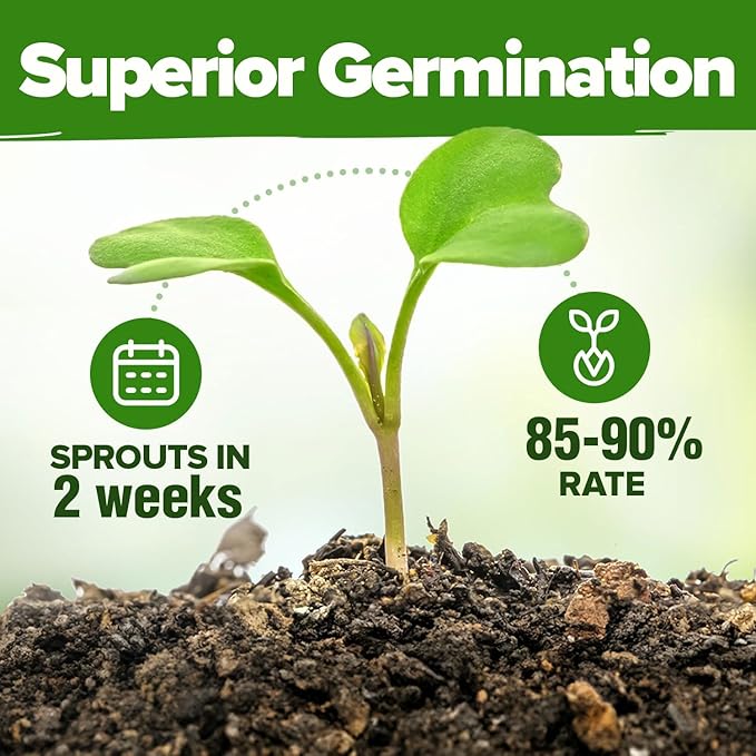 HOME GROWN 6 Herb Seeds for Planting 2,650+ Non-GMO Heirloom Seeds | Extra Large Variety Pack Herb Kit – Indoor Outdoor & Hydroponic | Culinary Seed Set | Grow Your Own Herbs | Gift for Beginners