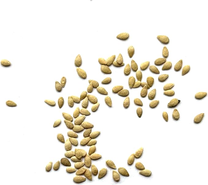 Seed Needs Cucamelon Seeds for Planting Mexican Sour Gherkin Miniature Mouse Melons - Non-GMO Heirloom & Untreated - Grow a Home Grown Indoor Outdoor Vegetable Garden (5 Packs)