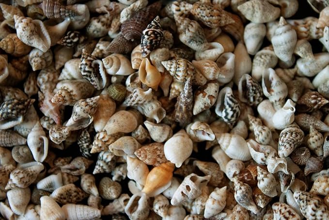 Small Seashells, Miniature Conch Shells, Tiny Sea Shell for Zen Garden, Terrarium or Fairy Garden Beach, Summer Tiny Shell Craft, Craft Making (100CS)