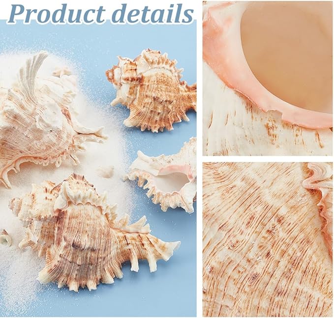 PH PandaHall 4pcs Conch Sea Shells, 2.4-4.7inch Natural Beach Seashells Succulent Planters Decorative Holder for Vase Filler Fish Tank Aquarium Home Garden Table Decor Beach Theme Wedding Party