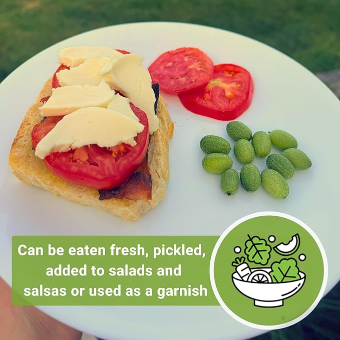 Sow Right Seeds - Cucamelon Seeds for Planting - Non-GMO Heirloom Packet with Instructions to Plant an Outdoor Home Vegetable Garden - Mini Bitter Mouse Melon, Mexican Sour Gherkin - Rare Variety (2)