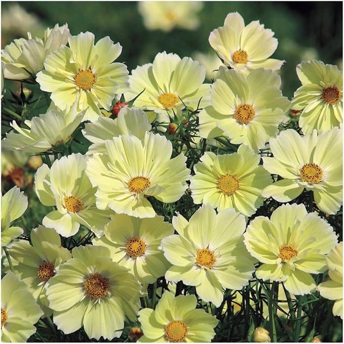 Park Seed Cosmo Flower Plant Seeds, Easy to Grow, Perfect for Spring Garden, Xanthos, Pack of 25