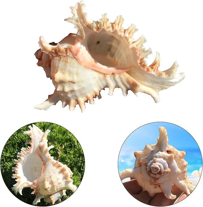 1 Pack Conch Sea Shell Air Plant Holders-4.7 inch Sea Shell Plant Pots Natural Conch Air Plant Holder Decorative Tillandsia Succulent Display Container for Home Garden Beach Theme Party Favor