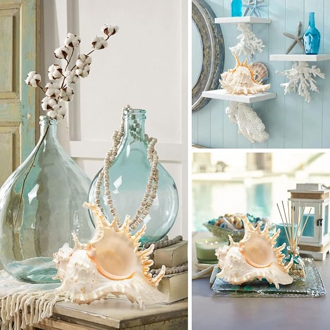 Giant Natural Conch Shell, Murex Ramosus Shell (1 Shell 7.5-9 inches), Large Sea Shell for Vase Filler, Air Plants, Home Decor, Wedding Decor Beach Theme Party, Aquarium Decoration Accessories