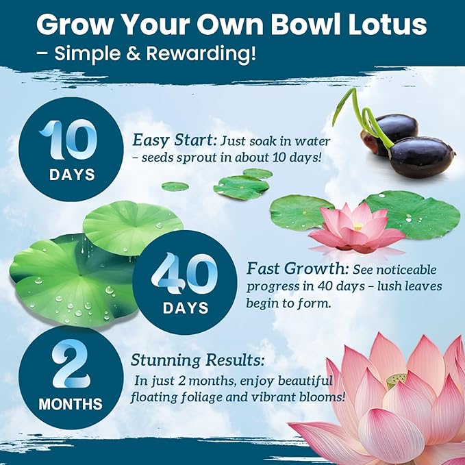 Lotus Seeds for Planting in Water | 60 PCS Mixed Color Bowl Lotus Seeds for Indoor Bonsai, Outdoor Ponds & Garden | Non-GMO Water Lily Aquatic Plant Seeds
