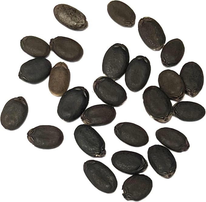 Seed Needs Luffa Seeds for Planting Loofah Sponge Gourds - Non-GMO Heirloom & Untreated Veggie Seed to Plant a Home Grown Outdoor Vegetable Garden (2 Packs)