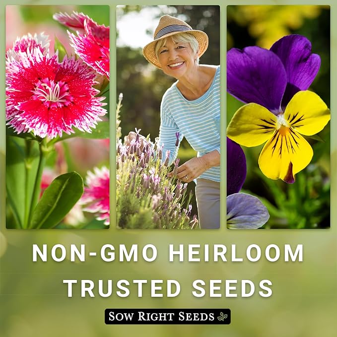 Sow Right Seeds - Mammoth Mix Sweet Pea Seeds for Planting - Beautiful Flowers to Plant in Your Garden - Non-GMO Heirloom Packet - Fragrant Colorful Blooms for Bouquets - Wonderful Gardening Gift (3)