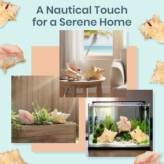 Nautical Crush Trading Conch Shell Decor - Seashell Decor - Imperfect (8-10in) Large Sea Shell - Shells for Decoration - Large Seashells for Craft - Magic Conch Shell Room Decor