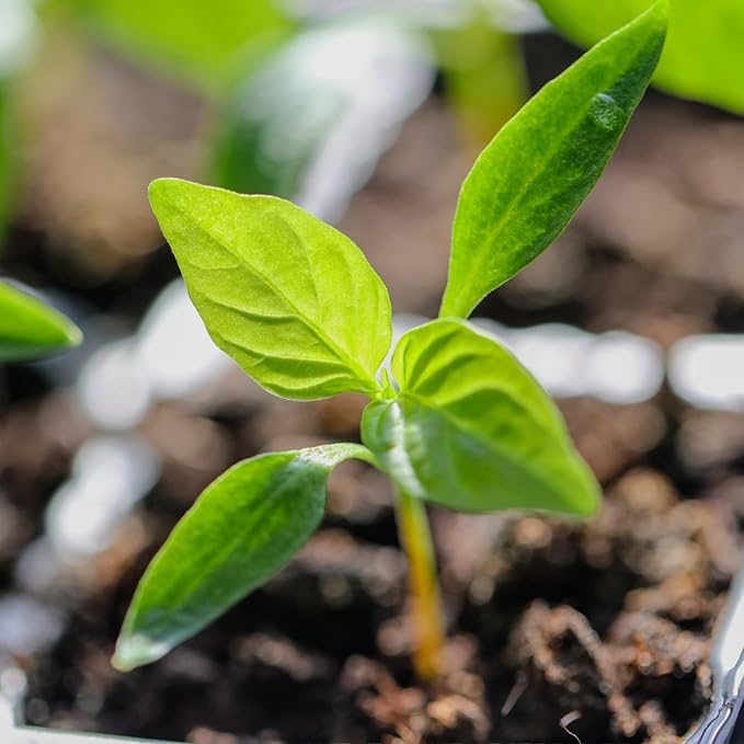 Seed Needs Hot Pepper Seeds for Planting Jamaican Yellow Chile Peppers - Non-GMO Heirloom & Untreated Vegetable Seed to Plant an Outdoor Home Grown Veggie Garden (2 Packs)