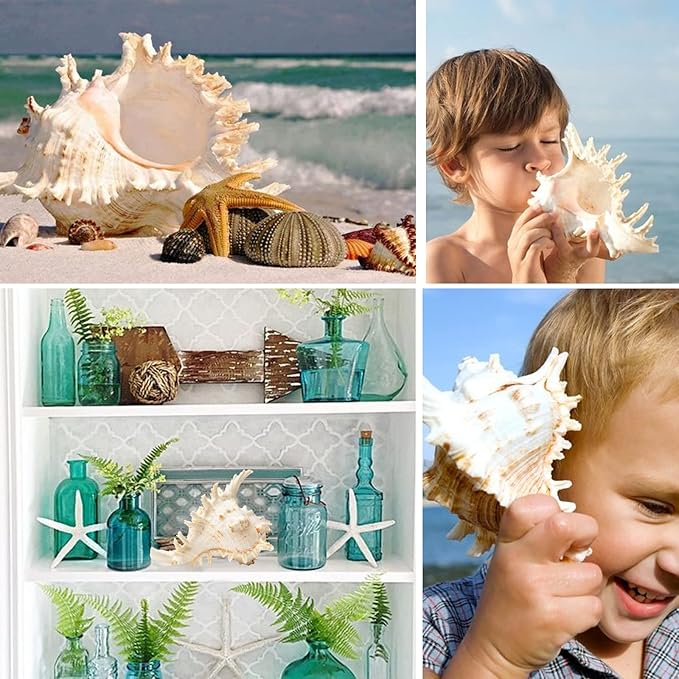Giant Natural Conch Shell, Murex Ramosus Shell (1 Shell 7.5-9 inches), Large Sea Shell for Vase Filler, Air Plants, Home Decor, Wedding Decor Beach Theme Party, Aquarium Decoration Accessories