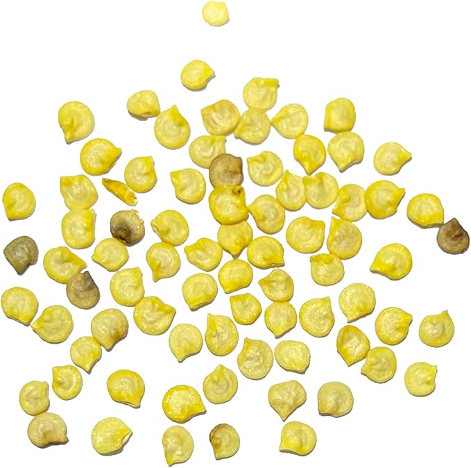 Seed Needs Hot Pepper Seeds for Planting Jamaican Yellow Chile Peppers - Non-GMO Heirloom & Untreated Vegetable Seed to Plant an Outdoor Home Grown Veggie Garden (5 Packs)