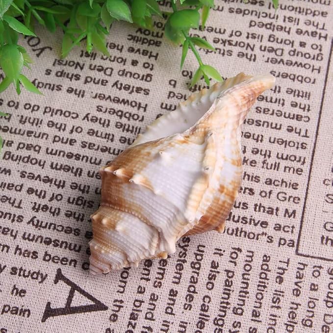 Wixine 3Pcs Seashell Conch Aquarium Seashell Marine Decoration Big Conch DIY Crafts Shell Decor 80-100 mm