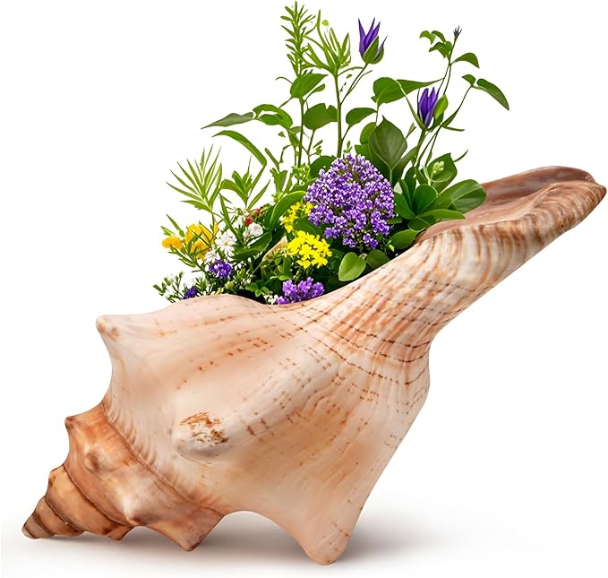 Giant Natural Conch Shell, Striped Fox Conch Seashell 6-7 inches, Large Sea Shell for Vase Filler, Air Plants, Wedding Decor Beach Theme Party