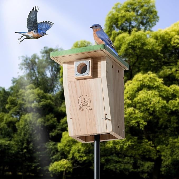 3/4 Inch Thick Cedar Bird House with Metal Predator Guard | Squirrel Proof Nesting Box for Easy Cleaning | Outdoor Wooden Bluebird House for Wild Bird Watching, Swallow, Wren, Chickadee