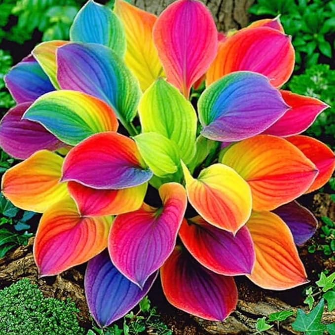 220+ Mixed Color Hosta Seeds for Planting - Hostas Seeds Rare Perennial, Flower Seed Beauties Easy to Grow Low Maintenance Heart Shaped Leaves Heart Hosta Plants for Outdoors Garden