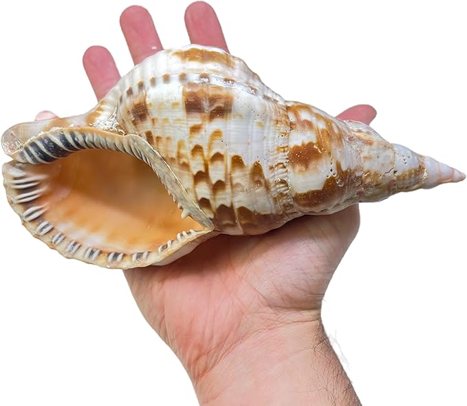 Tumbler Home Large Conch Sea Shells for Decorating or Fish Tank, Coastal & Nautical Decor, Air Plant Holder, Aquarium Ornaments, Big Sea Shell, Decorative Seashells, Beach Party Decor (Triton)