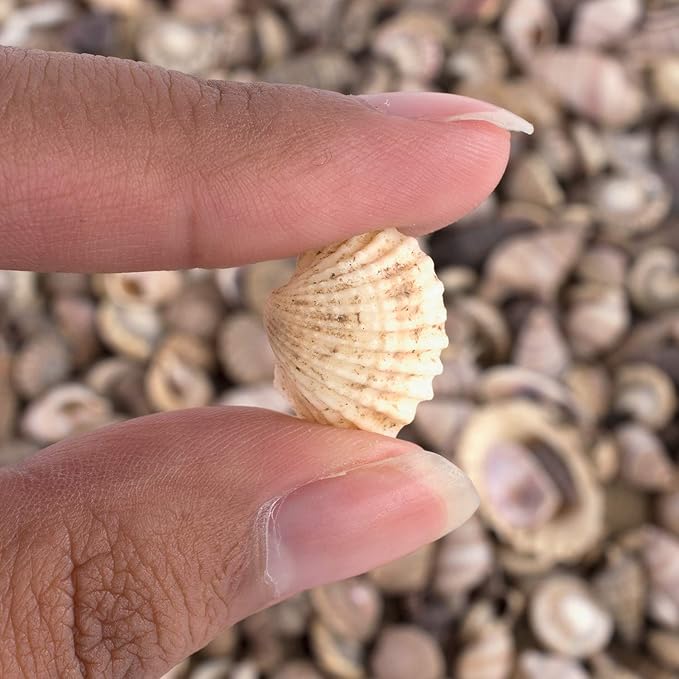 Super Z Outlet Tiny Miniature Fairy Garden Beach Critter Seashells Marine Life Collection for Art & Craft Project, Outdoor & Indoor Home Decoration, Party Favor, Invitation (4.5oz Bag, 500 Shell)