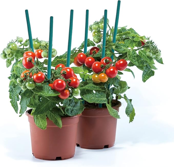 Green Bamboo Sticks Plant Stakes, Plant Support Sticks for Indoor Plants, GAGINANG Sturdy Bamboo Stakes, Floral Plant Support for Indoor and Outdoor Plants 25 Pack（18 Inches）