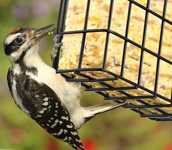 One of Durable Outdoor Garden Yard Suet Bird Parrot Easy Open Reusable Feeders for Outside Patio Wild Bird Hanging Fruit Capacity Suet Cake Food