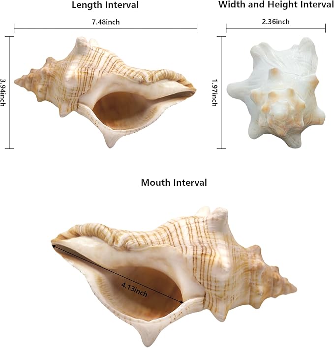 Giant Natural Conch Shell 6-8 Inches, Large Seashell for Vase Filler, Air Plants, Home Decor, Wedding and Beach Theme Party Decoration, Aquarium Accessories