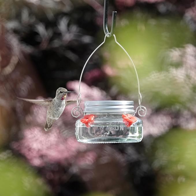 Nature's Way Bird Products MJF1 Nature's Way Mason Jar Hummingbird Dish Feeder, Clear