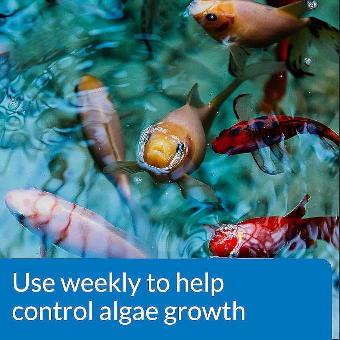 API POND ALGAEFIX Algae Control 32-Ounce Bottle, FISHAQUARI (169G)