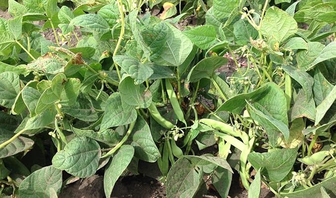 TomorrowSeeds - Pinto Bean Seeds - 30+ Count - for 2025 Planting Heirloom Spanish Speckled Bush Shell Broad Beans Garden Vegetable Fresh Grow Your Own Home Farm Patio Healthy Sustainable Living Seed