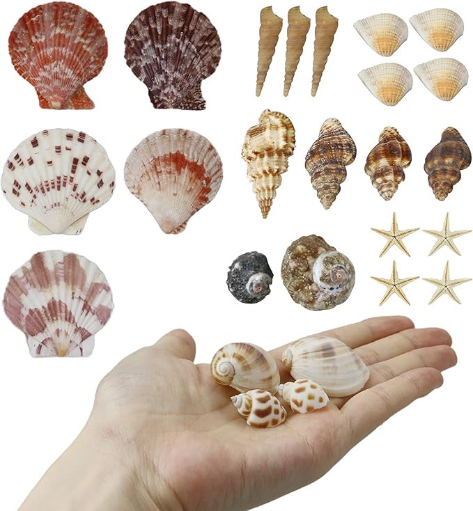 Mixed Sea Shells, 100+ Pcs Beach Seashells Starfish, Various Sizes Ocean Seashells for Fish Tank Vase Fillers, Beach Theme Party Wedding Decor, Candle Making, DIY Crafts