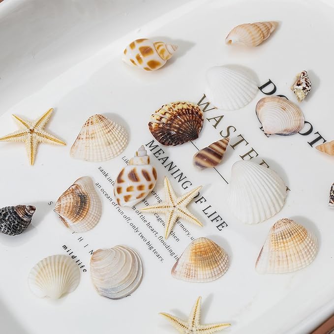1200 PCS Natural Seashells, Joyfulmap Tiny sea Shells & Small Starfish for Decorations, Mixed Ocean Beach Spiral Shells for Crafting, Fish Tank, Beach Theme Party, Wedding Decor, DIY Craft Supplies