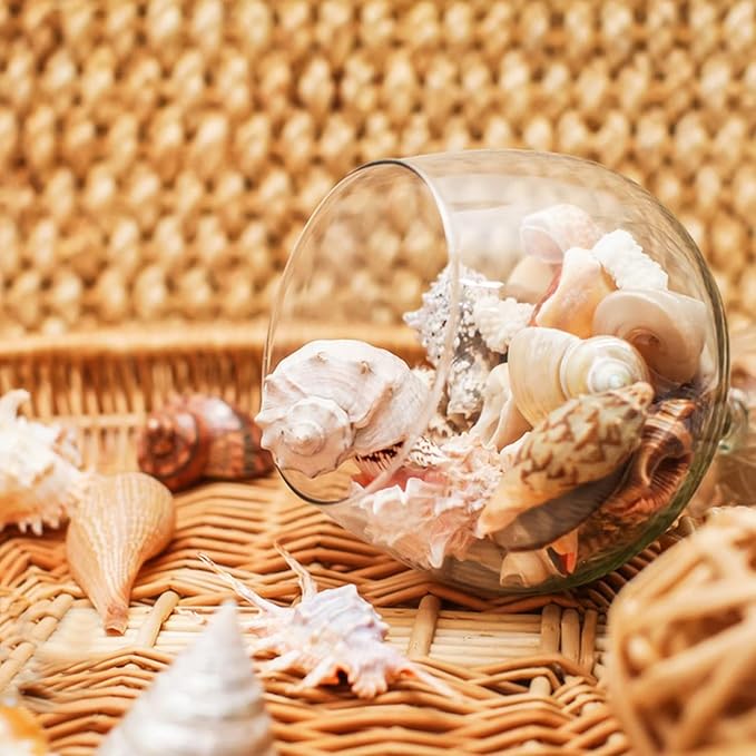 12 PCS Large Seashells Mixed Beach Sea Shells and Ocean Natural Starfish,Natural Colorful Sea Shells Starfish Up to 6.5 Inch, Perfect for Beach Theme Party Home Decor DIY Crafts Fish Tank Decorations