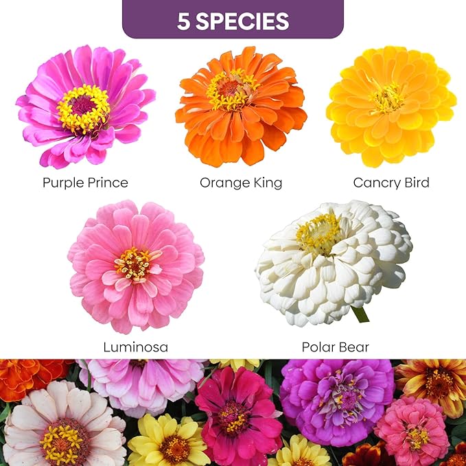 Zinnia Seeds, 2 Oz (2 Packs), Flowers Seeds for Planting, Wildflower Seeds Bulk, 5 Varieties Mixed Colors and Large Blooms, Open Pollinated, Non GMO Made in USA