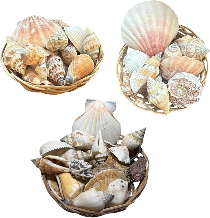 Seashell Basket Decor Set – 21 Natural SEA Shells in 3” Handwoven Basket + Free Decorative Stone Gift – Coastal Centerpiece for Beach Weddings, Baby Showers & Coastal Home Decor