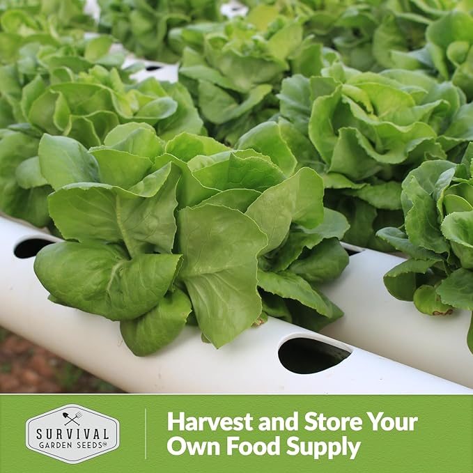 All The Year Round Lettuce Seeds for Planting – Slow-Bolting Butterhead Variety for Cool and Moderate Climates – Reliable Year-Round Harvest – Heirloom Non-GMO – Survival Garden Seeds (3 Packs)